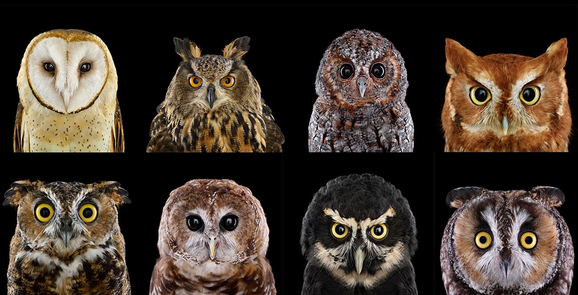 Owls