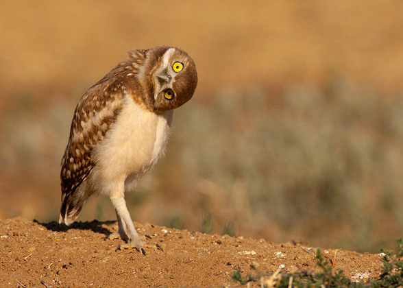 Burrowing Owl | Andy Long/Audubon Photography Awards