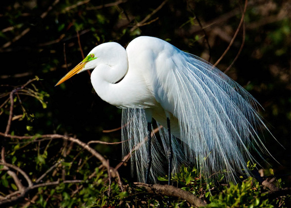 Great Egret | Mary Lundeberg/Audubon Photography Awards