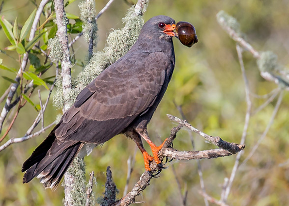 Snail Kite with apple snail | Andy Morffew/Flickr CC (BY-ND 2.0)