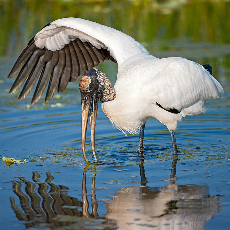 Wood Stork | Stephen Kent/Audubon Photography Awards