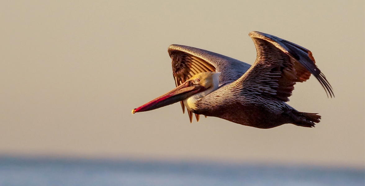 Brown Pelican, photo: Joanne Bartkus/Audubon Photography Awards