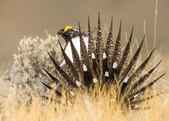 Greater Sage-Grouse, photo by Ronan Donovan/Audubon Photography Awards