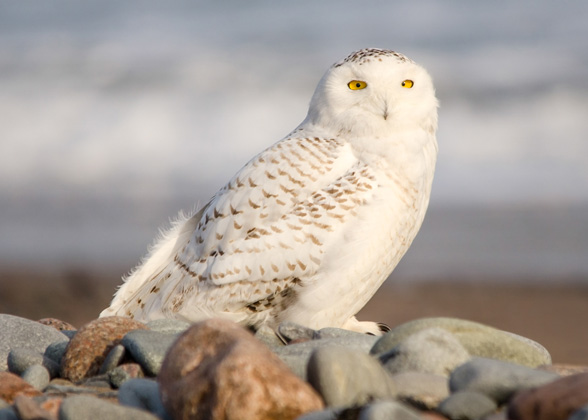 Snowy Owl, photo by Peter Brannon/Audubon Photography Awards
