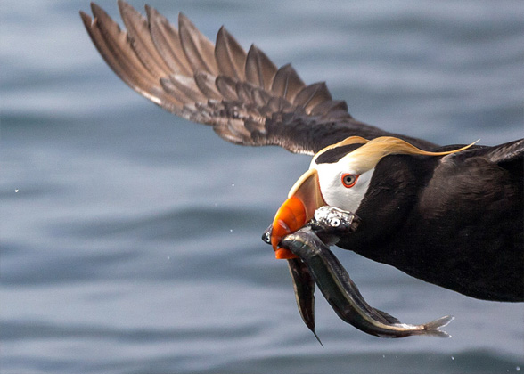 Tufted Puffin, photo by Timothy Rucci/Audubon Photography Awards