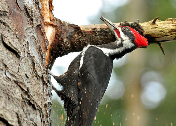 Pileated Woodpecker. 