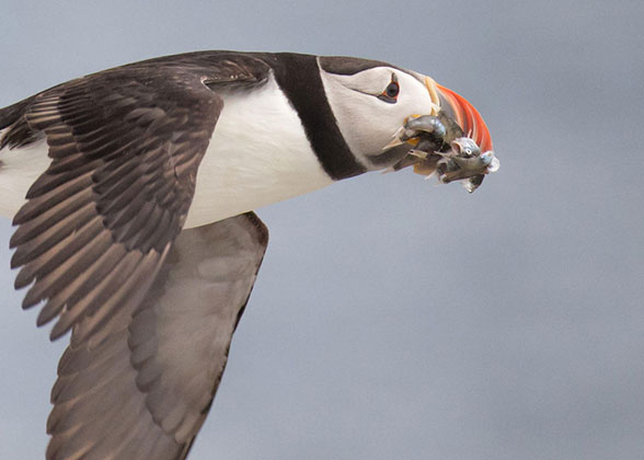 Atlantic Puffin with Acadian redfish.