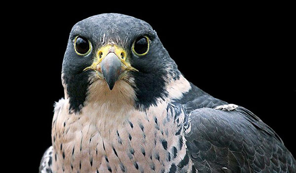 Peregrine Falcon