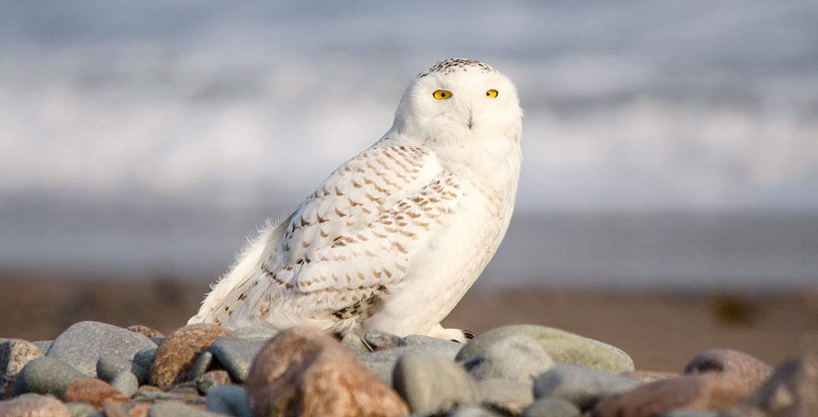 Snowy Owl.