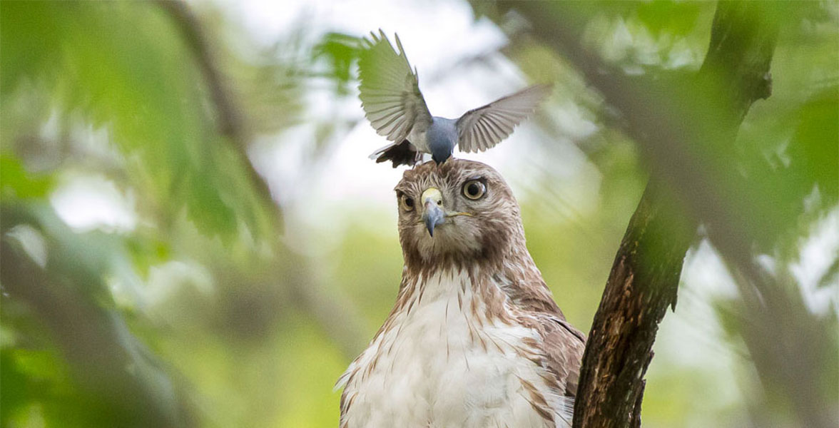 bird in a tree