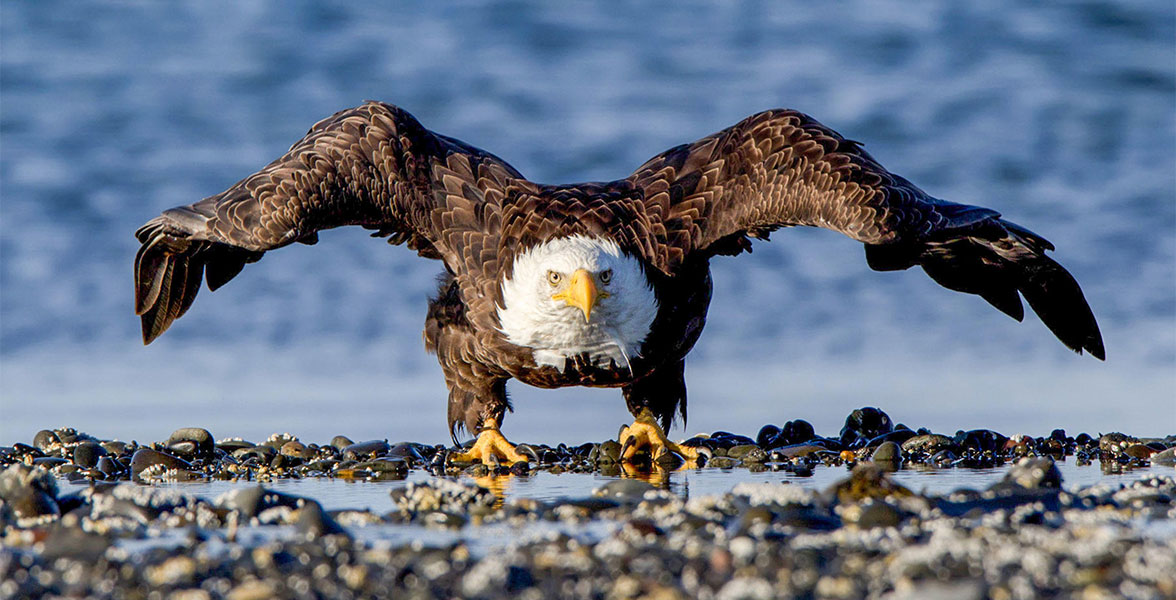 Photo: Jean Hall/Audubon Photography Awards