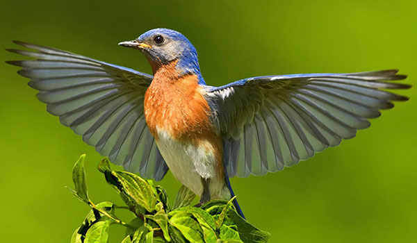 Eastern Bluebird