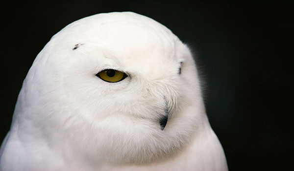 Snowy Owl