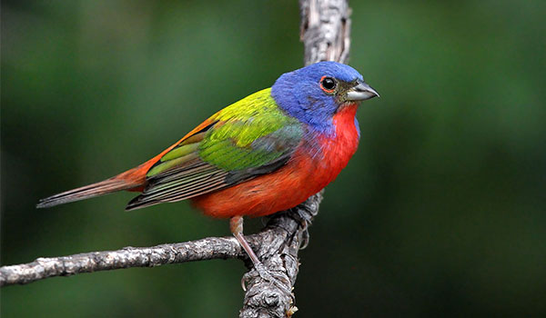 Painted Bunting