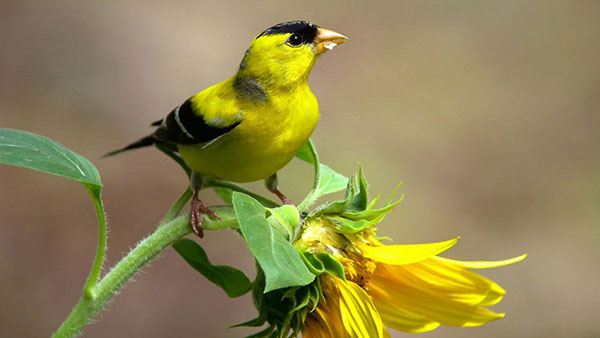 American Goldfinch