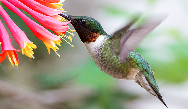 Ruby-throated Hummingbird