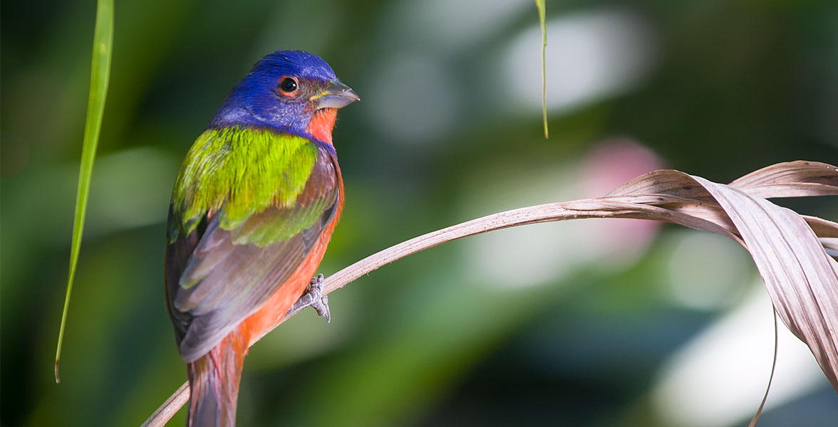 Photo: Chris Johnson/Great Backyard Bird Count