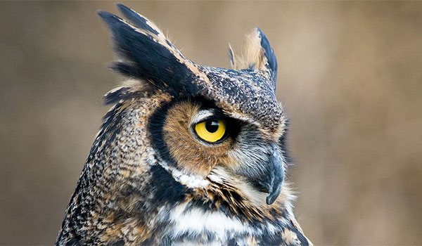 Great Horned Owl