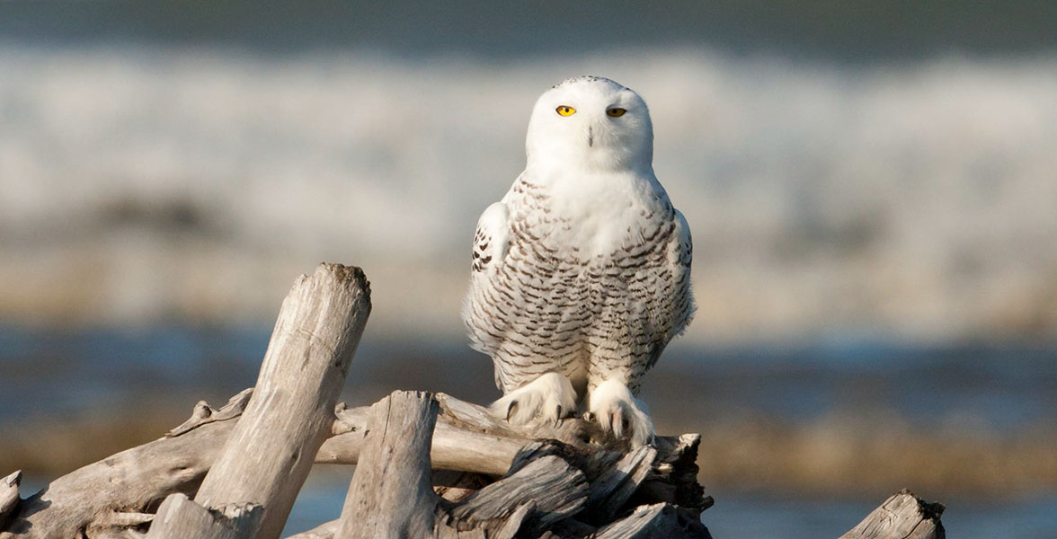 Photo: Tracey Kidston/Audubon Photography Awards