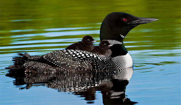 Common Loon