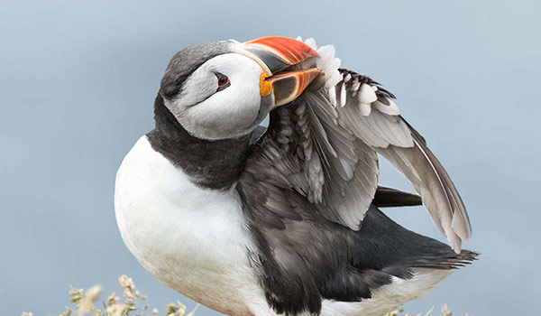 Atlantic Puffin