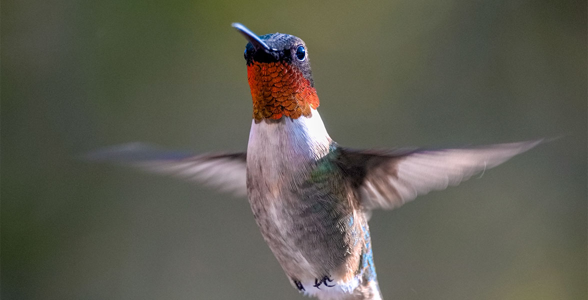 Photo: Barry Jerald Jr./Audubon Photography Awards