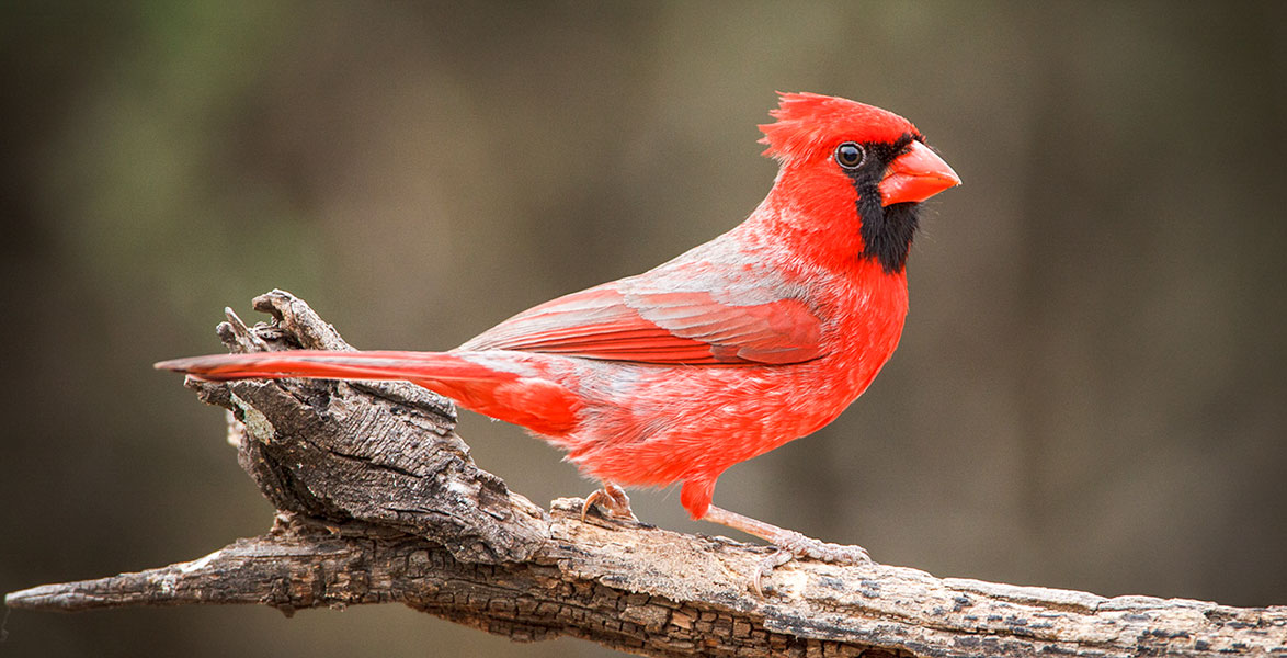 Northern Cardinal