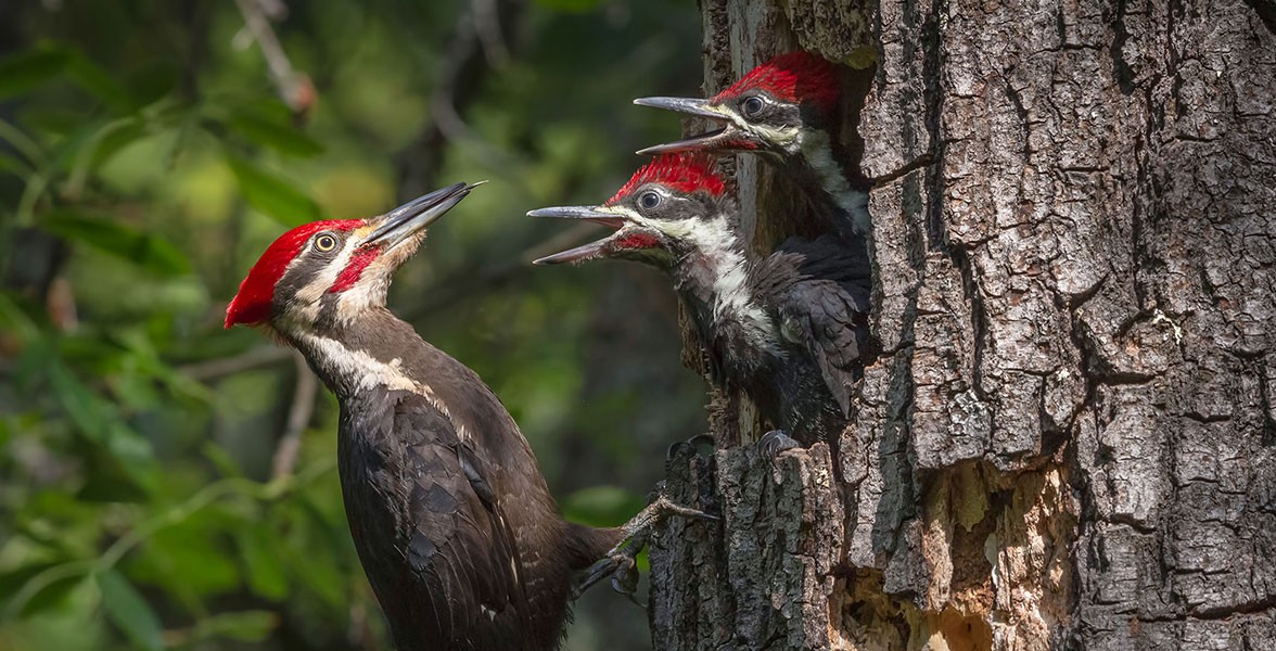 Pileated Woodpecker