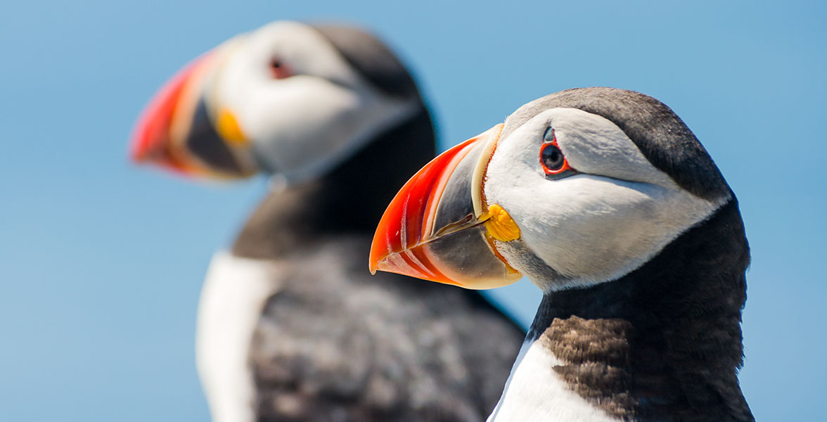 Photo: John Charles Norvell/Audubon Photography Awards