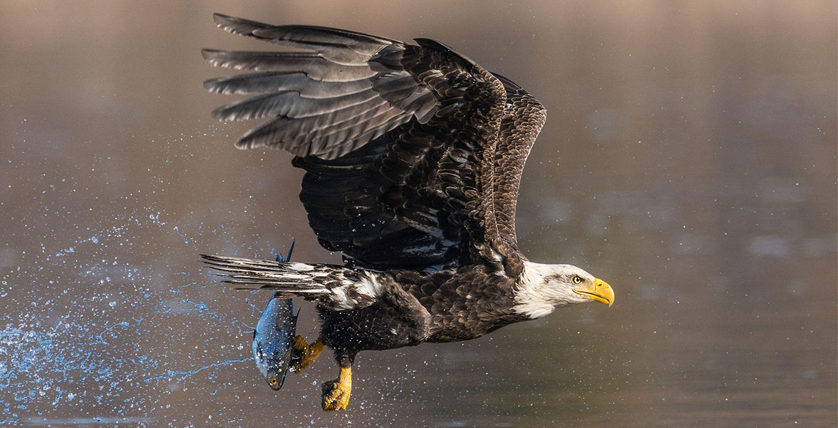 Bald Eagle. Photo: Mark Boyd/Audubon Photography Awards