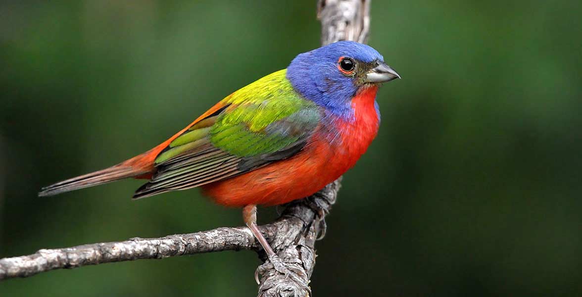 Painted Bunting