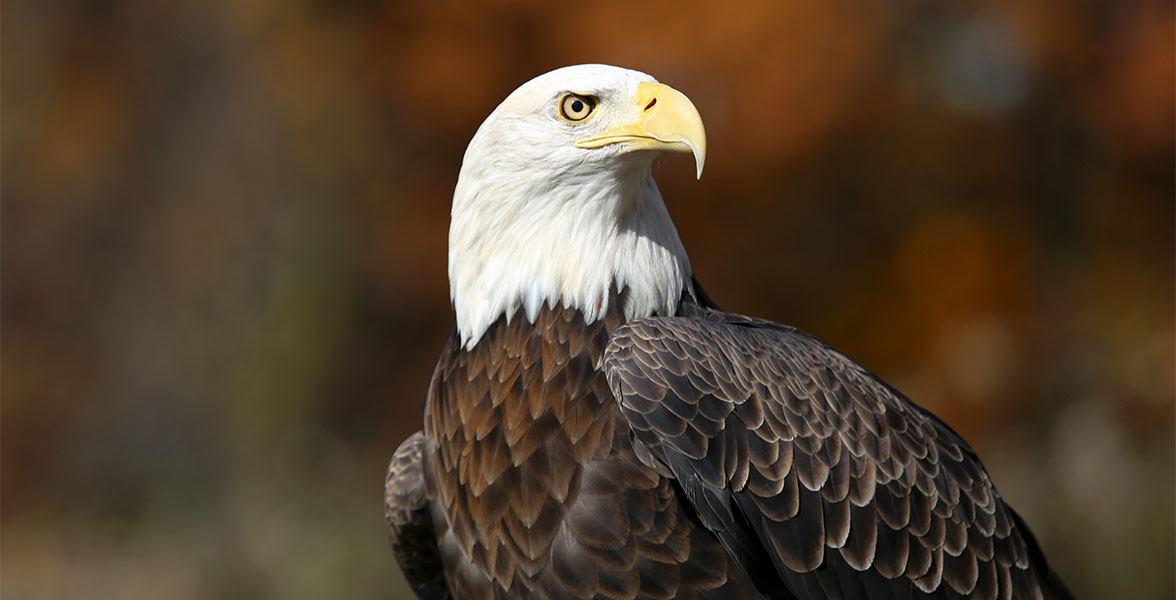 Bald Eagle. Photo: Daniel Joppich/Audubon Photography Awards