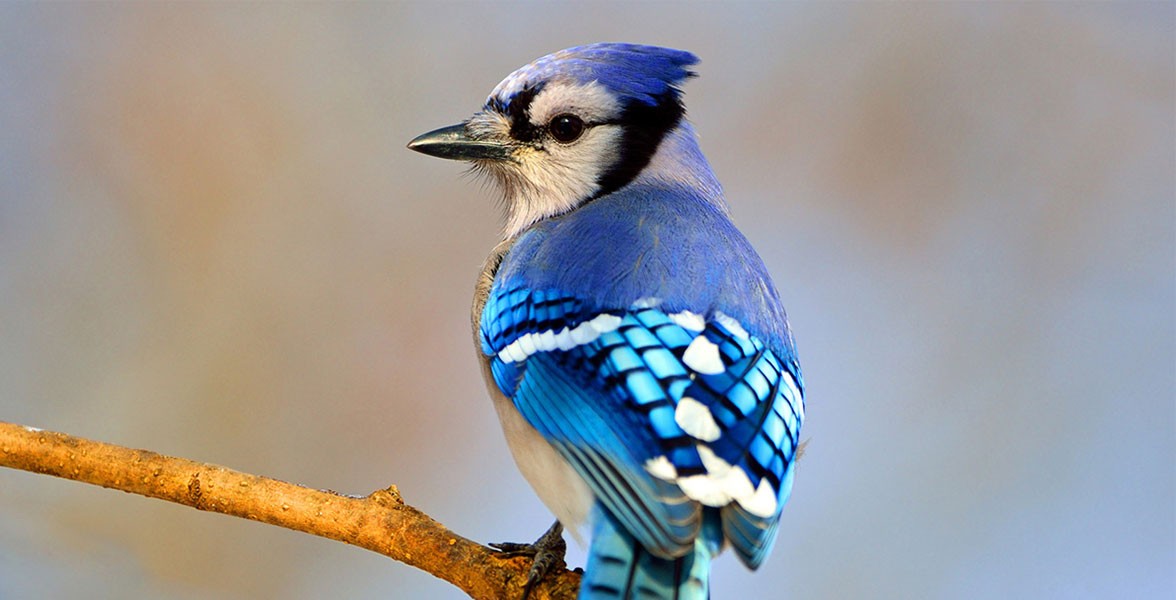 Blue Jay