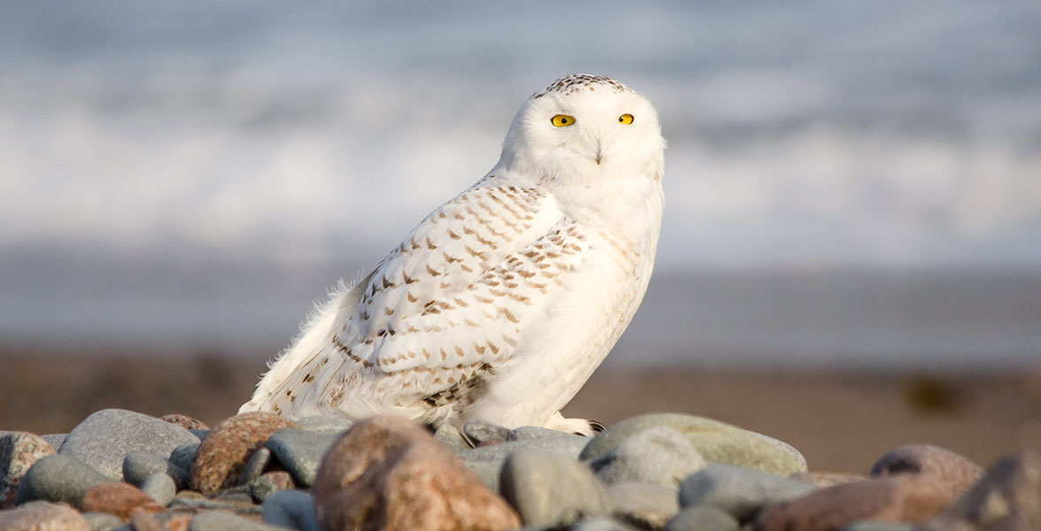 Snowy Owl