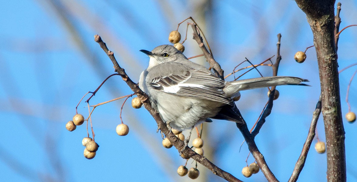 <p>Northern Mockingbird. Photo: Marlene Koslowsky/Great Backyard Bird Count</p>