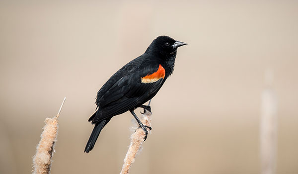 Red-winged Blackbird