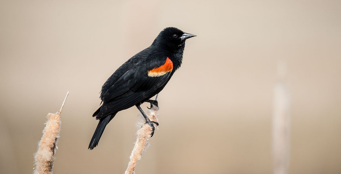 Red-winged Blackbird. Photo: Cathy Bennington/Audubon Photography Awards