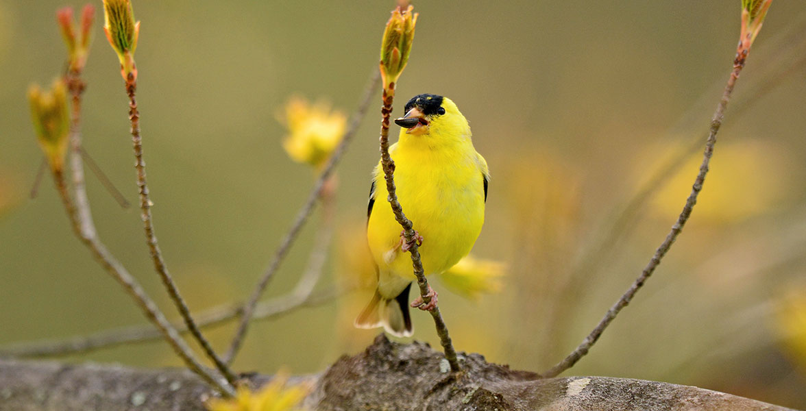 American Goldfinch