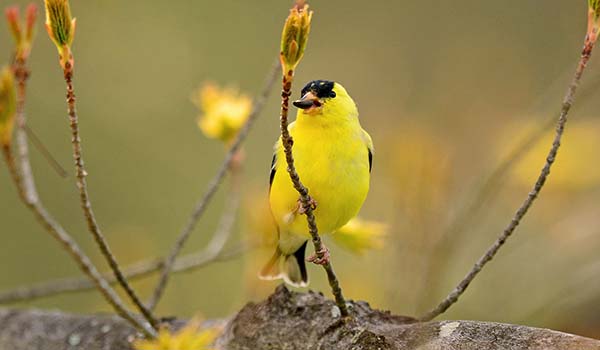 American Goldfinch