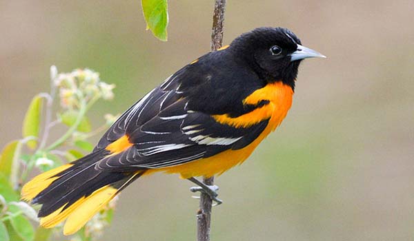 Baltimore Oriole