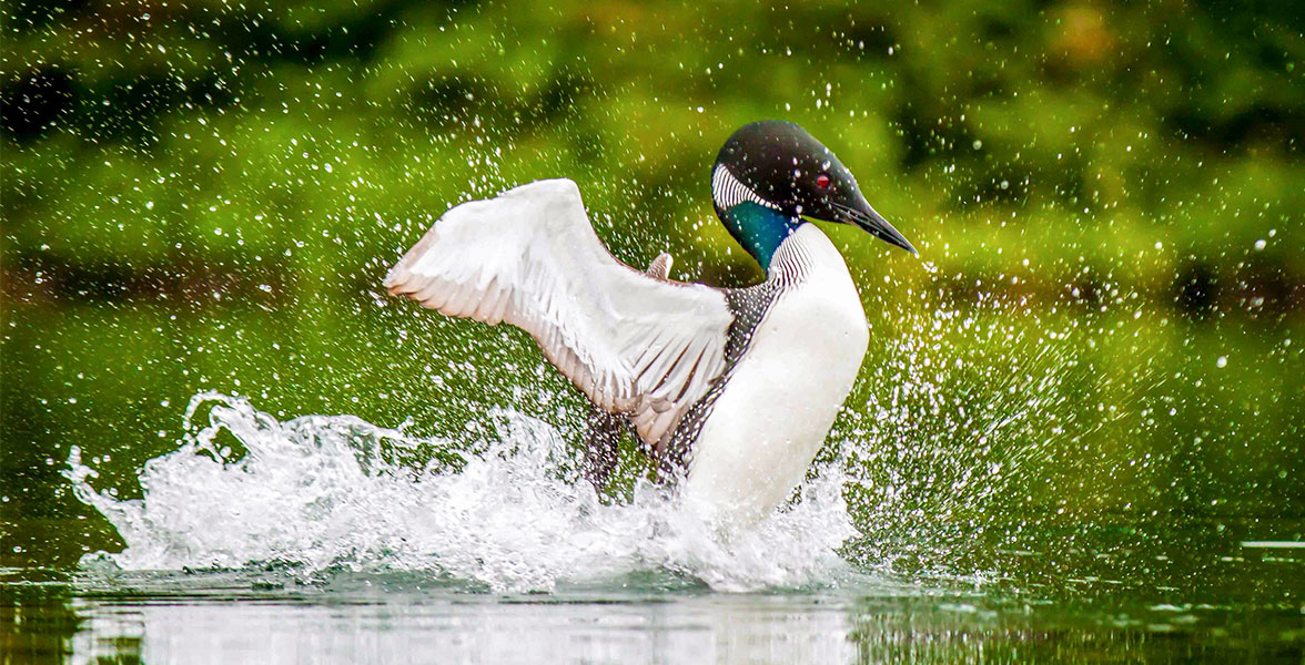 Common Loon. Photo: Yvonne Massie/Audubon Photography Awards