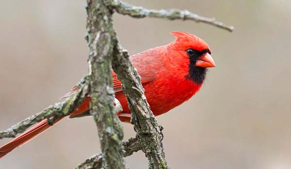 Northern Cardinal