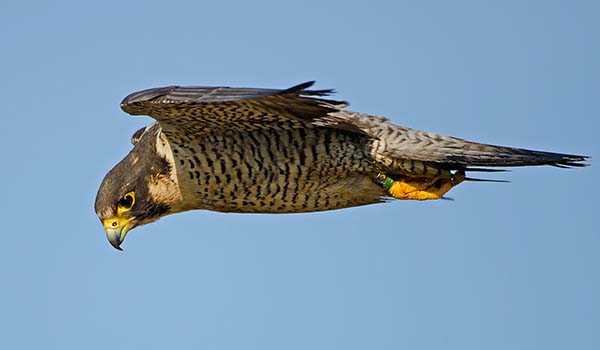 Peregrine Falcon