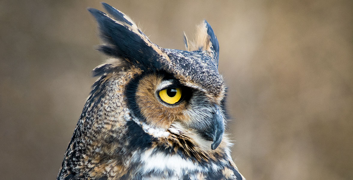 Great Horned Owl. Photo: Shannon Quinn/Audubon Photography Awards