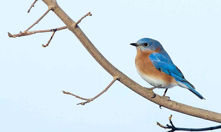 Eastern Bluebird