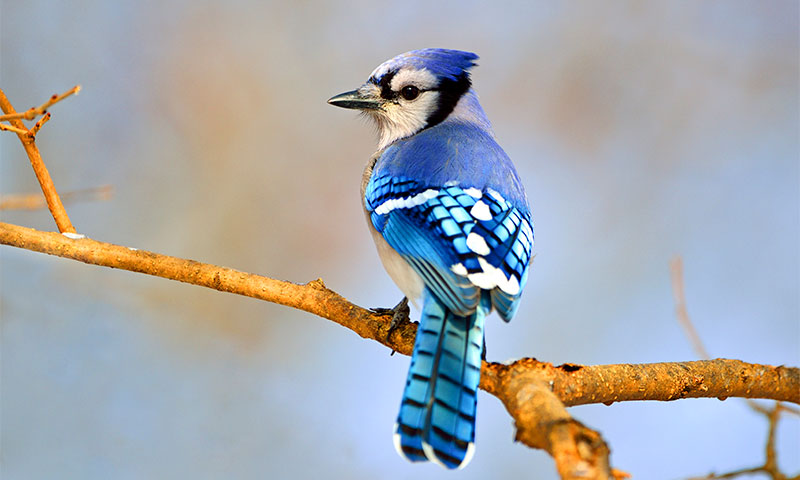 Blue Jay