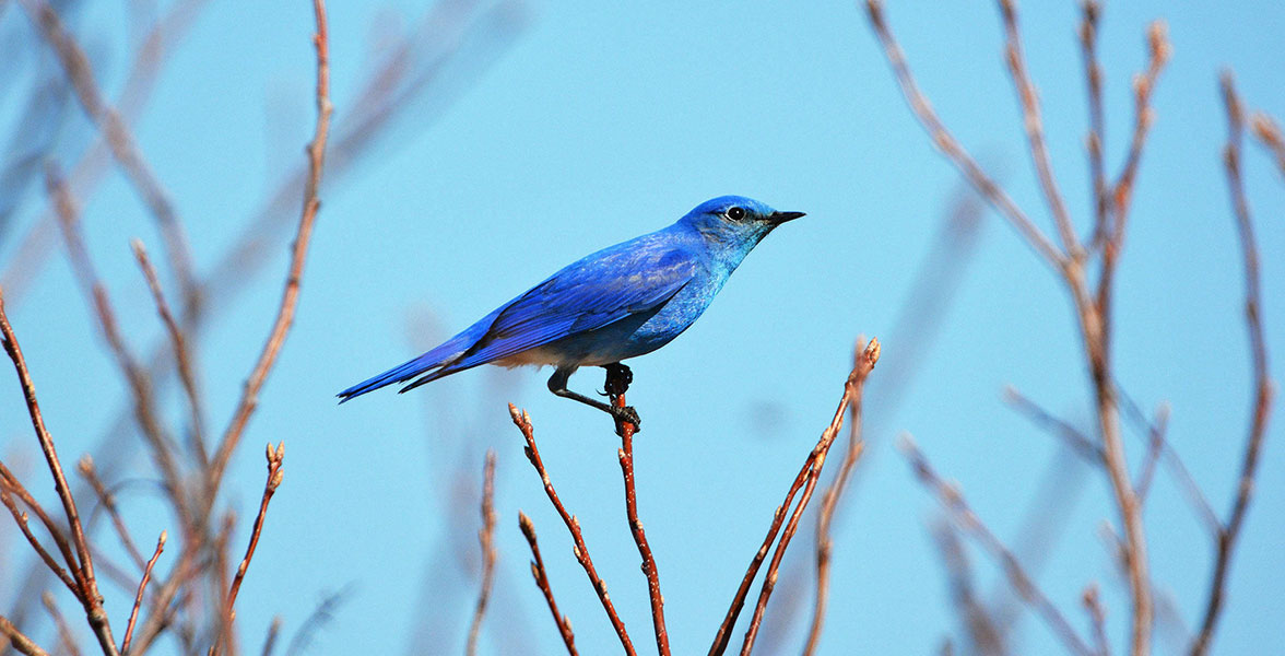 Photo: Diane Taylor/Audubon Photography Awards