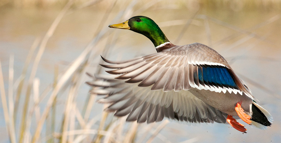 Mallard