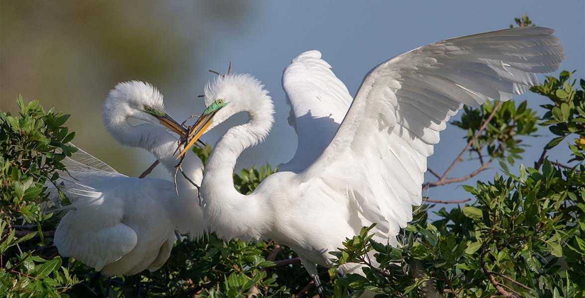 Great Egrets. Photo:Hannah Siegel/Audubon Photography Awards