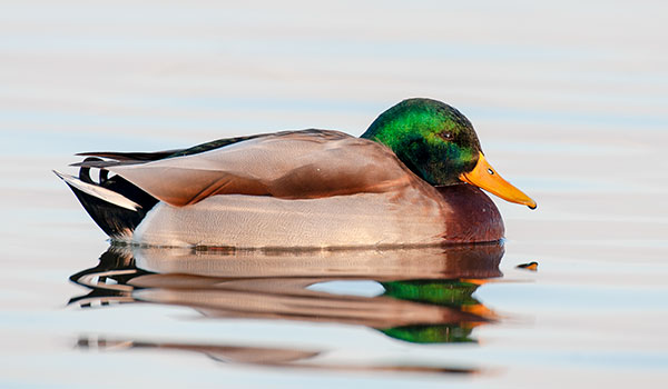 Mallard